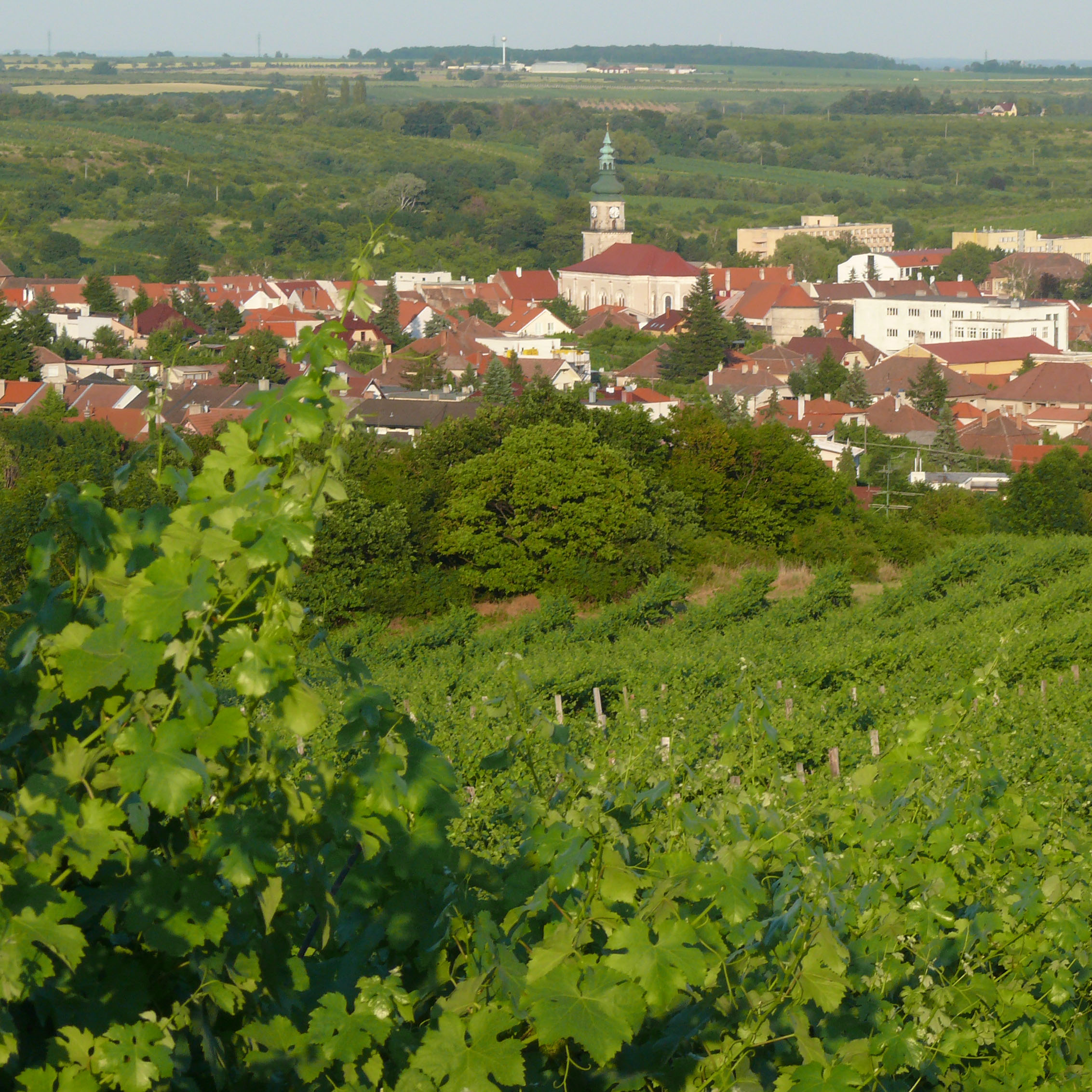 Pozvánka na degustaci: Slovenské vinařství Ludvik