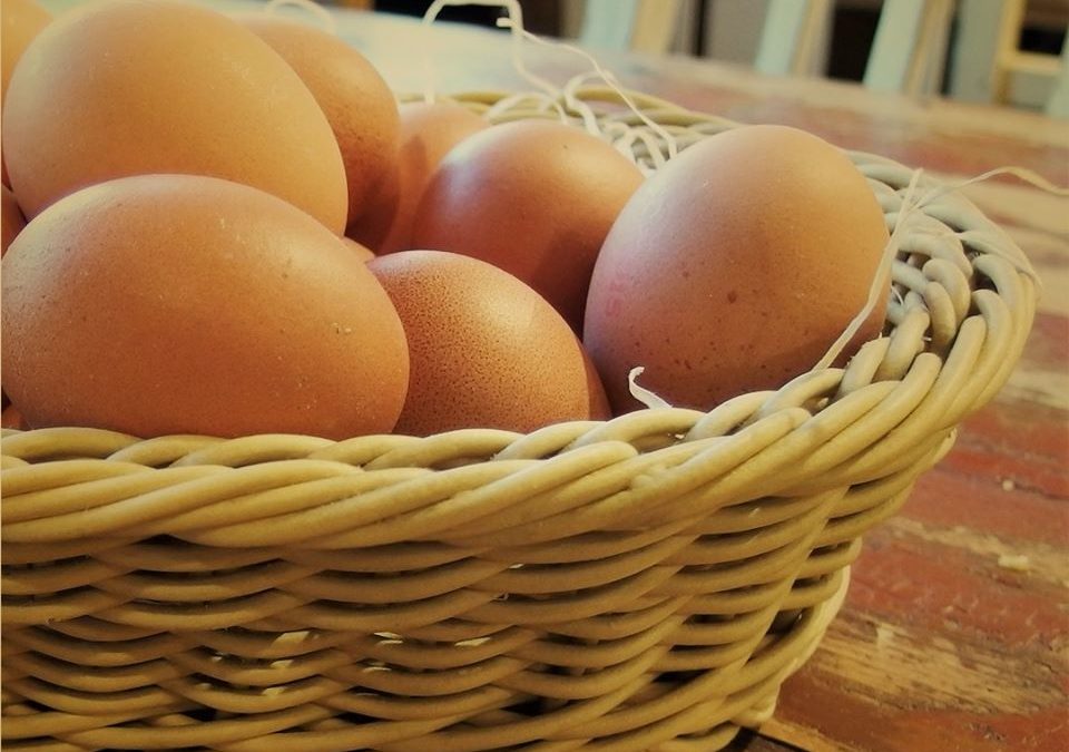 Čerstvá vajíčka i v biokvalitě