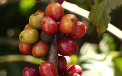 Káva Mokaflor – vůně a chuť toskánské tradice